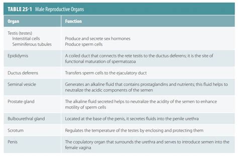 Complete the table listing the functions of male reproductive structures. - The male reproductive system consists of primary sex organ testis (testes in plural), excurrent tract, accessory sex glands, and ancillary organs.The excurrent tract begins from the rete testis, followed by efferent ducts (vasa efferentia), epididymis, vas deferens, and urethra. The accessory sex glands are the ampulla, seminal vesicles, …